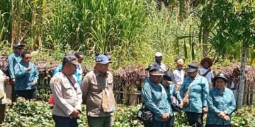 Polsek Asologaima Hadir dan Amankan Panen Raya Ubi Jalar di Wamena
