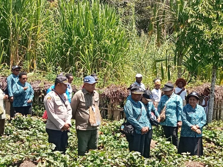 Polsek Asologaima Hadir dan Amankan Panen Raya Ubi Jalar di Wamena