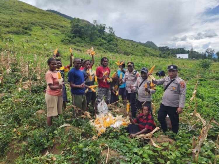 Polsek Kurulu Laksanakan Panen Jagung Program Ketahanan Pangan Kuartal III