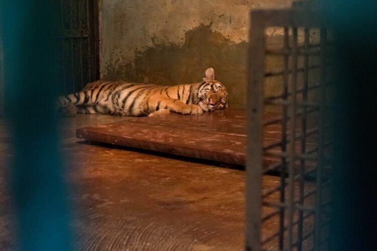 Anak Harimau di Kebun Binatang Bandung Mati Akibat Virus, Satu Ekor Lainnya Berangsur Membaik