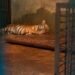 Anak Harimau di Kebun Binatang Bandung Mati Akibat Virus, Satu Ekor Lainnya Berangsur Membaik