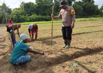 Polsek Bonggo Dorong Ketahanan Pangan, Bersama Petani Tanam Kacang Tanah di Kampung Rotea