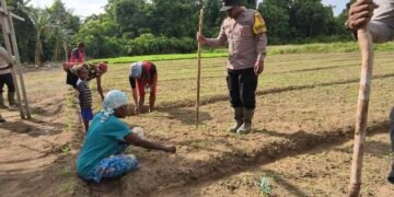 Polsek Bonggo Dorong Ketahanan Pangan, Bersama Petani Tanam Kacang Tanah di Kampung Rotea