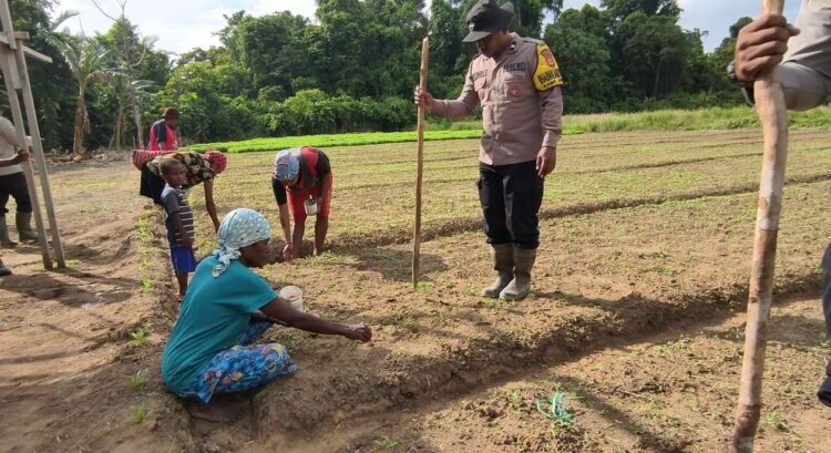 Polsek Bonggo Dorong Ketahanan Pangan, Bersama Petani Tanam Kacang Tanah di Kampung Rotea