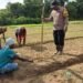 Polsek Bonggo Dorong Ketahanan Pangan, Bersama Petani Tanam Kacang Tanah di Kampung Rotea