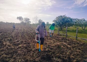 Polsek Jagebob Salurkan Bantuan Pupuk dan Dampingi Pemupukan Jagung di Kampung Mimi Baru