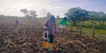 Polsek Jagebob Salurkan Bantuan Pupuk dan Dampingi Pemupukan Jagung di Kampung Mimi Baru 