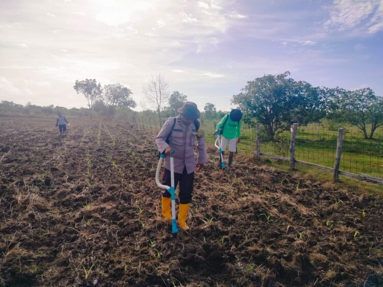 Polsek Jagebob Salurkan Bantuan Pupuk dan Dampingi Pemupukan Jagung di Kampung Mimi Baru 