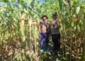Polsek Nimbokrang Monitoring Persiapan Panen Jagung untuk Dukung Ketahanan Pangan Nasional