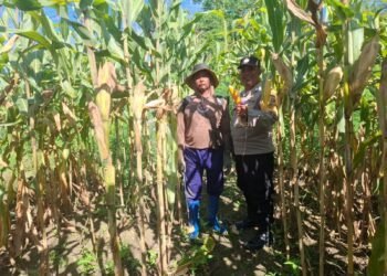 Polsek Nimbokrang Monitoring Persiapan Panen Jagung untuk Dukung Ketahanan Pangan Nasional