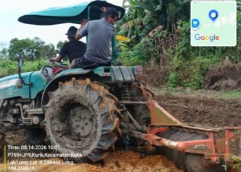 Dukung Ketahanan Pangan, Polsek Kurik Manfaatkan Lahan Produktif untuk Penanaman Jagung dan Rumput Gajah 