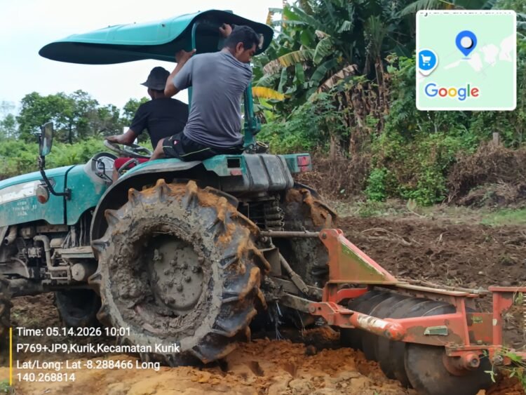 Dukung Ketahanan Pangan, Polsek Kurik Manfaatkan Lahan Produktif untuk Penanaman Jagung dan Rumput Gajah 