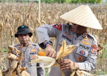 Polda Papua Gelar Panen Raya Jagung Kuartal II dan Dukung Program Ketahanan Pangan Nasional