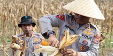 Polda Papua Gelar Panen Raya Jagung Kuartal II dan Dukung Program Ketahanan Pangan Nasional