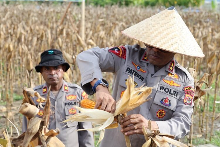 Polda Papua Gelar Panen Raya Jagung Kuartal II dan Dukung Program Ketahanan Pangan Nasional