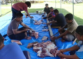 Peringati Idul Adha 1447 Hijriah, Polres Keerom Tebar Kepedulian Melalui Penyembelihan Hewan Kurban