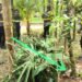 Polres Jayapura Lakukan Pengamanan dan Sterilisasi Lokasi Penemuan Benda Diduga Bom di Distrik Waibu