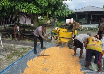 Polres Jayapura Lanjutkan Pengolahan Hasil Panen Jagung, Perkuat Program Ketahanan Pangan Nasional