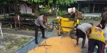 Polres Jayapura Lanjutkan Pengolahan Hasil Panen Jagung, Perkuat Program Ketahanan Pangan Nasional