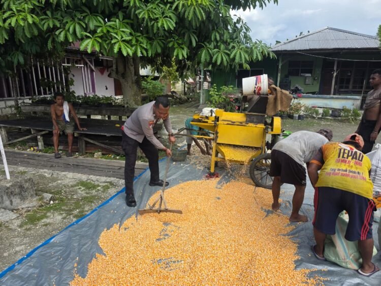 Polres Jayapura Lanjutkan Pengolahan Hasil Panen Jagung, Perkuat Program Ketahanan Pangan Nasional