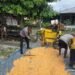 Polres Jayapura Lanjutkan Pengolahan Hasil Panen Jagung, Perkuat Program Ketahanan Pangan Nasional