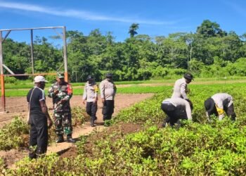 Panen Kedua Kacang Tanah, Polsek Bonggo Perkuat Ketahanan Pangan Bersama Kelompok Tani Papua Nusantara