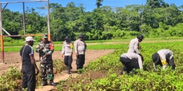 Panen Kedua Kacang Tanah, Polsek Bonggo Perkuat Ketahanan Pangan Bersama Kelompok Tani Papua Nusantara