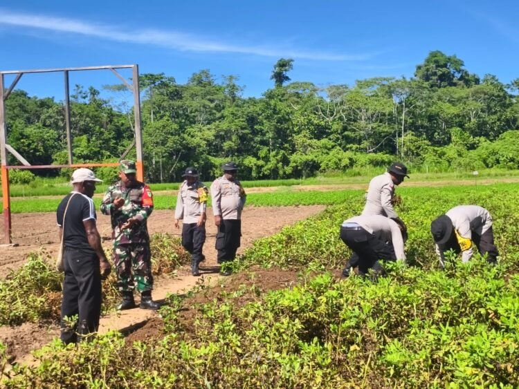 Panen Kedua Kacang Tanah, Polsek Bonggo Perkuat Ketahanan Pangan Bersama Kelompok Tani Papua Nusantara