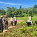 Panen Kedua Kacang Tanah, Polsek Bonggo Perkuat Ketahanan Pangan Bersama Kelompok Tani Papua Nusantara