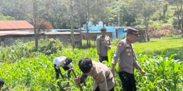 Polsek Bolakme Rutin Pantau Lahan Jagung, Dukung Ketahanan Pangan Untuk Kesejahteraan Masyarakat