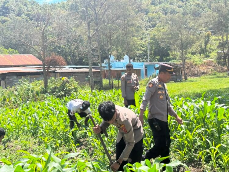 Polsek Bolakme Rutin Pantau Lahan Jagung, Dukung Ketahanan Pangan Untuk Kesejahteraan Masyarakat