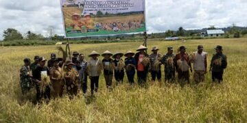 Dukung Ketahanan Pangan Nasional, Kapolsek Bonggo Turun Langsung Tanam dan Panen Padi Bersama Petani