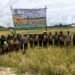 Dukung Ketahanan Pangan Nasional, Kapolsek Bonggo Turun Langsung Tanam dan Panen Padi Bersama Petani